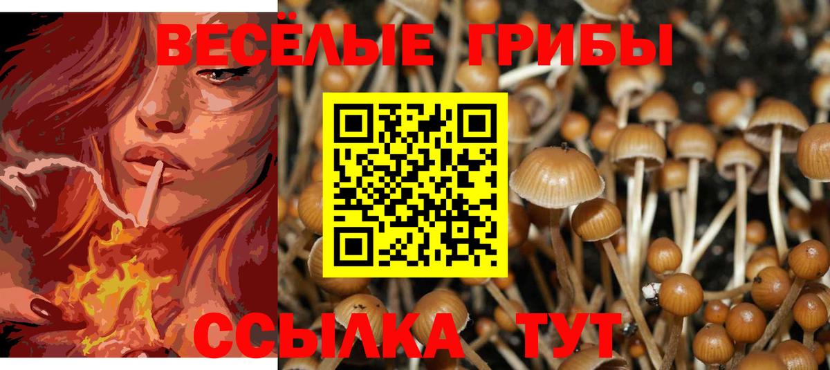 Псилоцибиновые грибы Cubensis Буйнакск